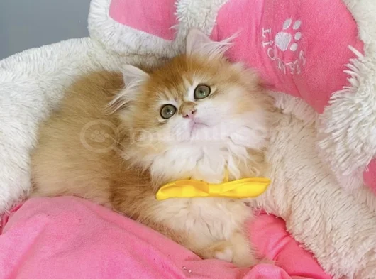Üst Düzey Golden Ny12 British Longhair Bebegim görsel