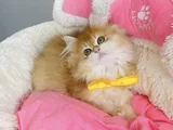 Üst Düzey Golden Ny12 British Longhair Bebegim