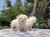 Safkan Maltese Yavrular