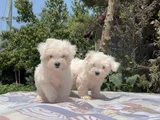 Safkan maltese Yavrular