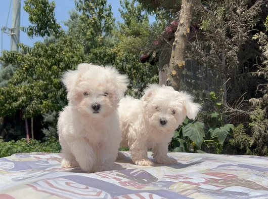 Safkan Maltese Yavrular