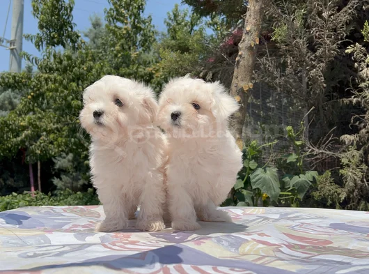 Safkan Maltese Yavrular görsel
