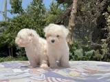 Safkan Maltese Yavrular