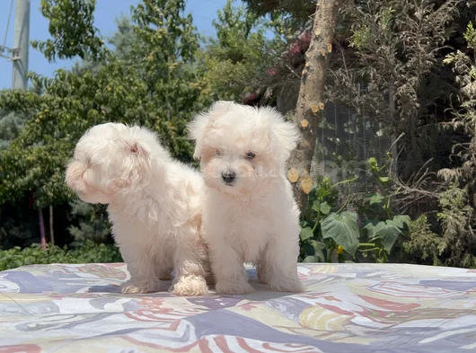 Safkan Maltese Yavrular görsel