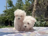 Safkan Maltese Yavrular