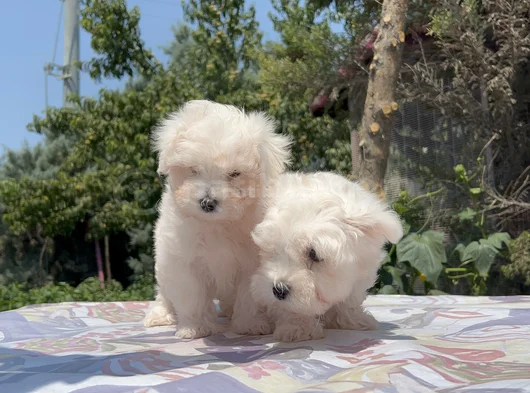 Safkan Maltese Yavrular görsel
