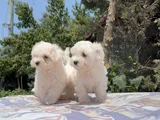 Safkan Maltese Yavrular