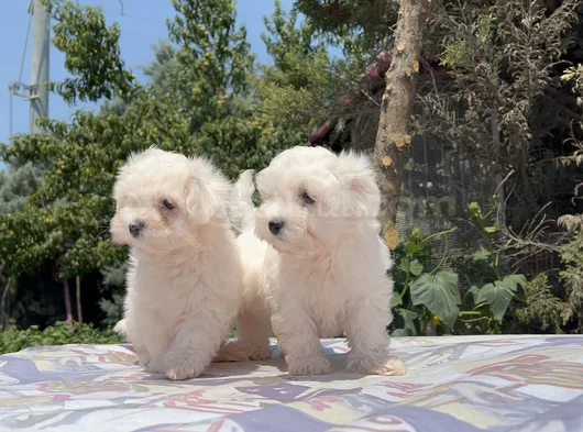 Safkan Maltese Yavrular görsel