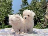 Safkan Maltese Yavrular