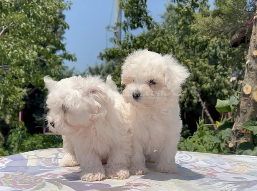 Safkan Maltese Yavrular görsel