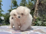 Safkan Maltese Yavrular