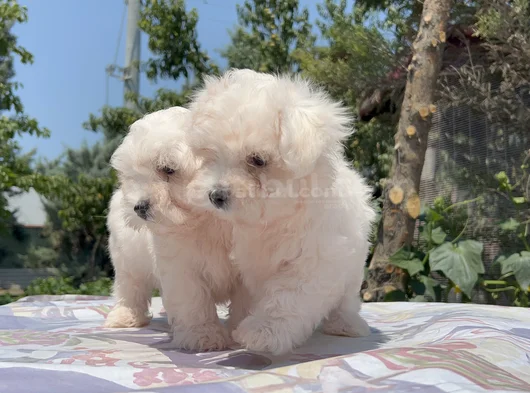 Safkan Maltese Yavrular görsel