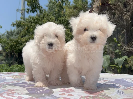 Safkan Maltese Yavrular görsel