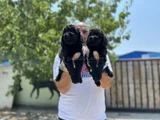 Siyah Toy Poodle Yavrular