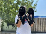 Siyah Toy Poodle Yavrular