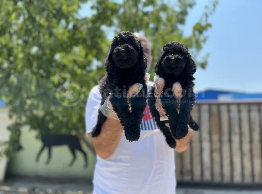 Siyah Toy Poodle Yavrular görsel