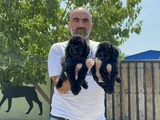 Siyah Toy Poodle Yavrular
