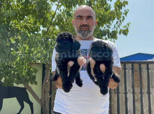 Siyah Toy Poodle Yavrular görsel
