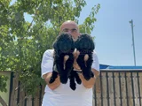 Siyah Toy Poodle Yavrular