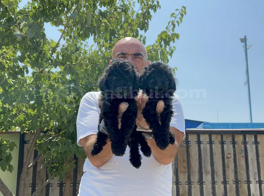 Siyah Toy Poodle Yavrular görsel