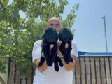 Siyah Toy Poodle Yavrular