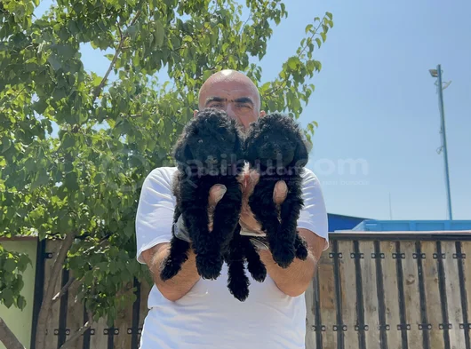 Siyah Toy Poodle Yavrular