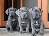 Safkan A Kalite Dişi Erkek Cane Corso Yavrular