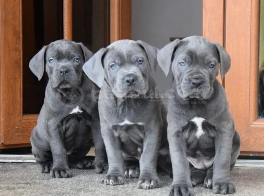 Safkan A Kalite Dişi Erkek Cane Corso Yavrular görsel