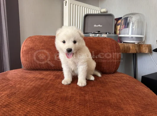 Gülenyüz Erkek Samoyed Yavrumuz görsel