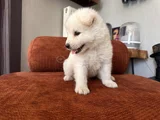 Gülenyüz Erkek Samoyed Yavrumuz