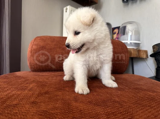 Gülenyüz Erkek Samoyed Yavrumuz görsel