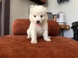 Gülenyüz erkek samoyed yavrumuz
