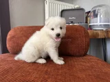 Gülenyüz Erkek Samoyed Yavrumuz