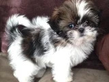 A Kalite Shih Tzu Dişi Erkek Bebeklerimiz