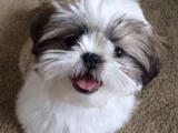 A kalite shih tzu dişi erkek bebeklerimiz