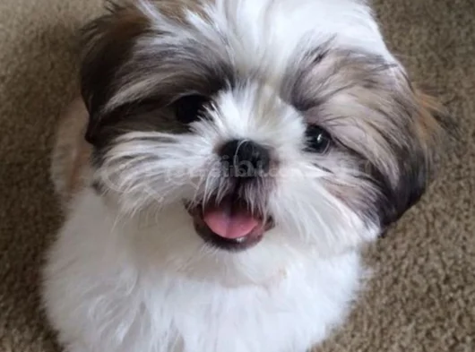 A kalite shih tzu dişi erkek bebeklerimiz