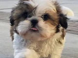 A Kalite Shih Tzu Dişi Erkek Bebeklerimiz