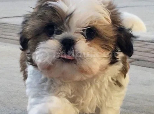 A Kalite Shih Tzu Dişi Erkek Bebeklerimiz görsel