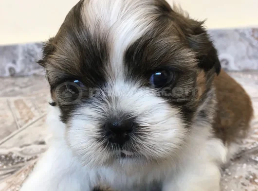 A Kalite Shih Tzu Dişi Erkek Bebeklerimiz görsel