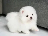 Pomeranian Boo Dişi Erkek Bebeklerimiz