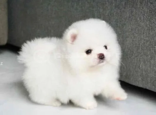 Pomeranian Boo Dişi Erkek Bebeklerimiz görsel