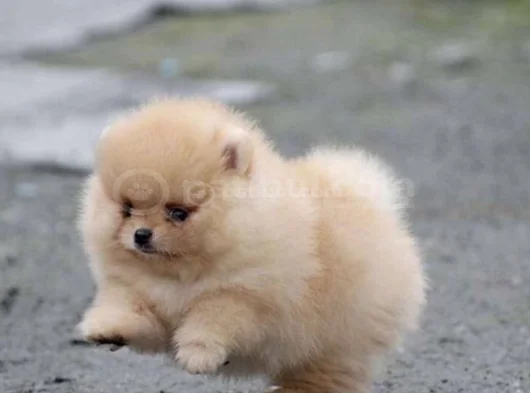 Pomeranian Boo Dişi Erkek Bebeklerimiz görsel