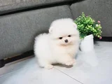 Pomeranian Boo Dişi Erkek Bebeklerimiz