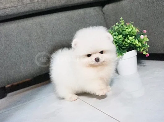 Pomeranian Boo Dişi Erkek Bebeklerimiz görsel