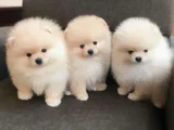 Pomeranian boo dişi erkek bebeklerimiz