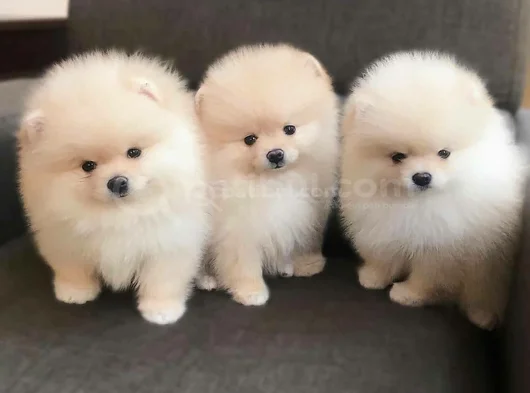 Pomeranian boo dişi erkek bebeklerimiz