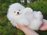 Pomeranian Boo Dişi Erkek Bebeklerimiz