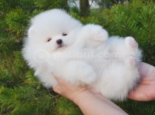 Pomeranian Boo Dişi Erkek Bebeklerimiz görsel