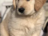 Golden Retriever Dişi Erkek Kaliteli Yavrular