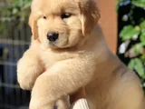 Golden Retriever Dişi Erkek Kaliteli Yavrular